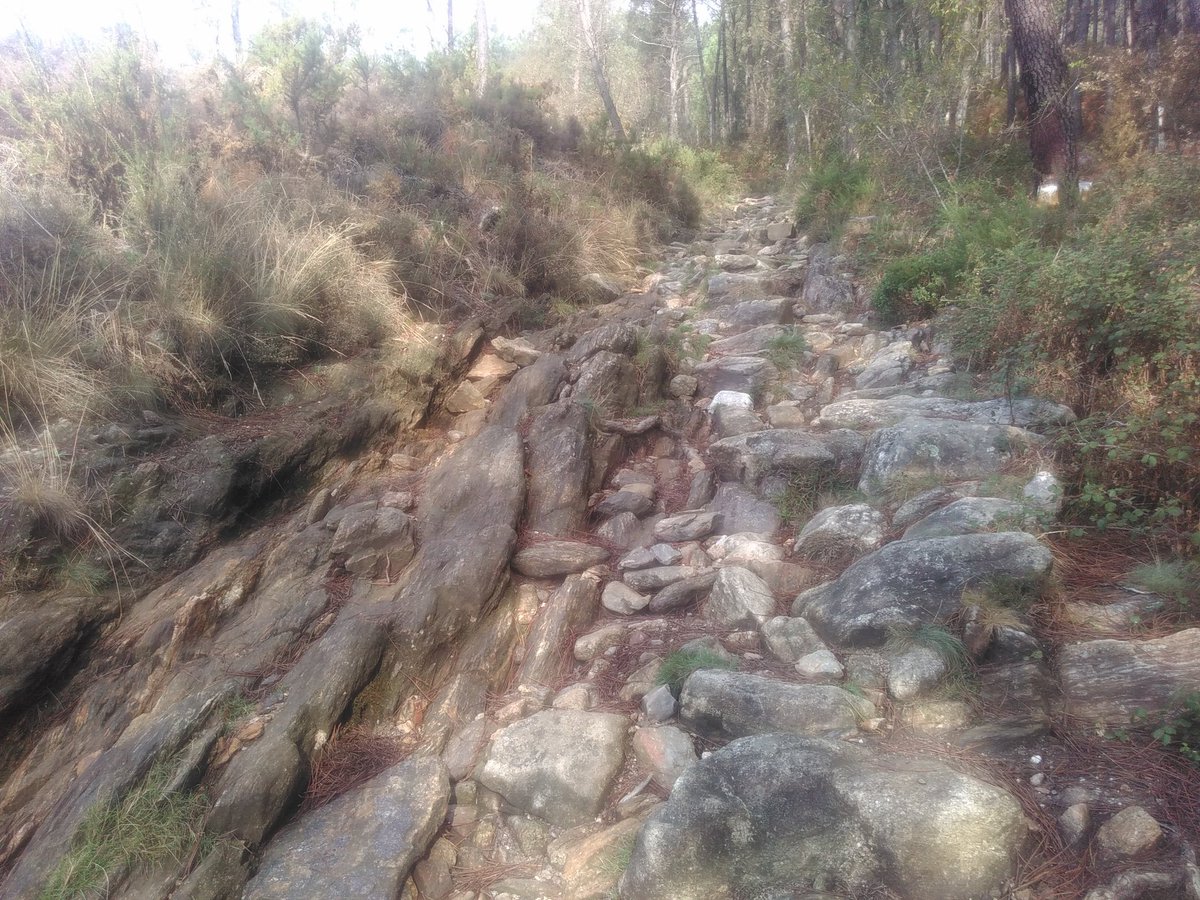 Portela Grande. o/ Davor Cruz dos Franceses. Und hier wird viel Baumharz gesammelt