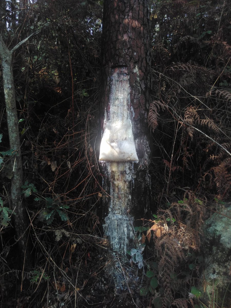 Portela Grande. o/ Davor Cruz dos Franceses. Und hier wird viel Baumharz gesammelt