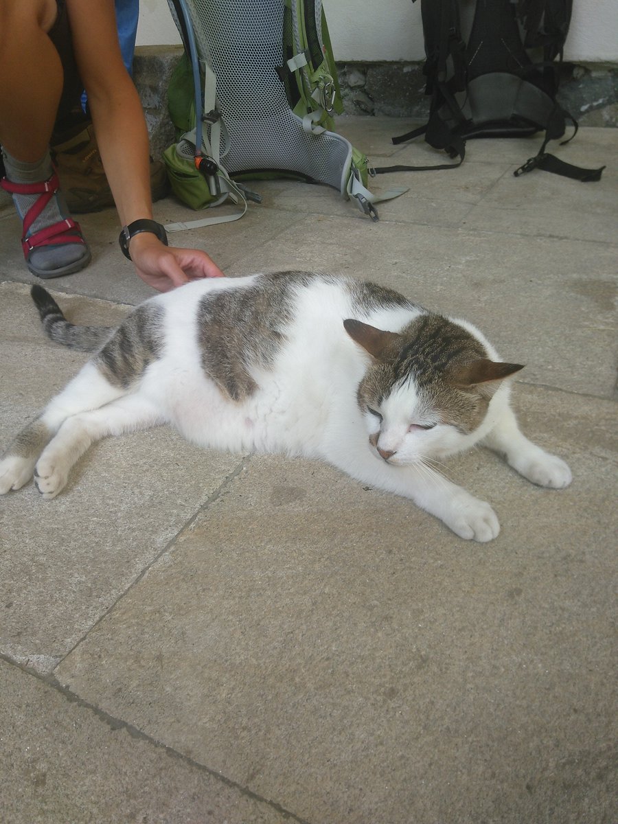 Gestern in Sobrado dos Monxes das erste Mal in einem Kloster genächtigt. Mit Klosterkater Maximilian. Mittlerweile nur n…