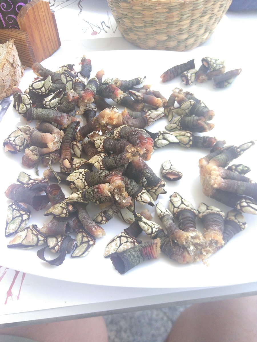 Ich habe heute Gagh gegessen. Hier heißen sie Percebes und schmecken wie Krabben. Ist wohl eine Tintenfisch-Art und loka…