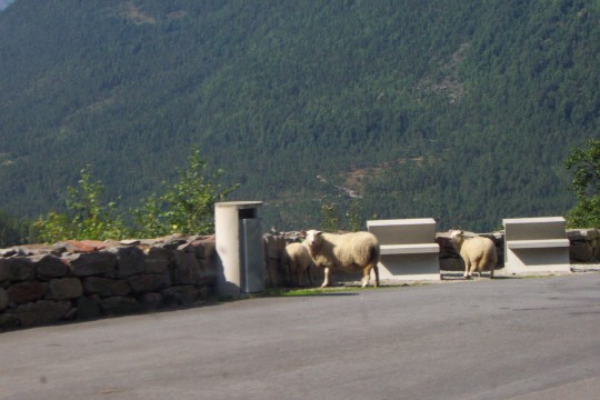 In Norwegen laufen auch wilde Tiere frei rum