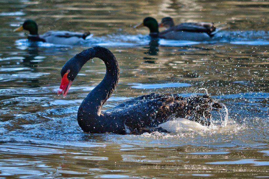 Ein schwarzer Trauerschwan mit rotem Schnabel in einem kleinen See. Er hat sichtlich Spaß daran sich zu putzen und spritzt gerade mit seinen Flügeln im Wasser herum, sein Schnabel ist leicht geöffnet. Wassertropfen spritzen hoch. Im Hintergrund verschwommen drei Enten.