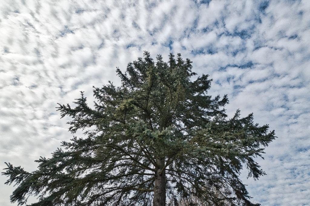 Eine Fichte in dunkelgrünen Farbtönen im Weitwinkel fast senkrecht von unten gegen den dramatisch anmutenden, wolkenverhangenen, aber leicht blauen Himmel fotografiert.