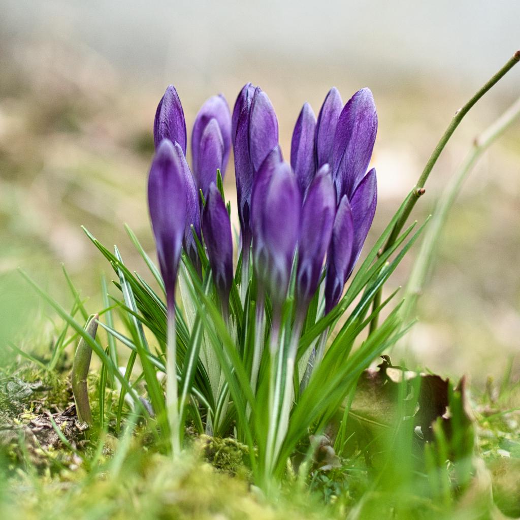 Das Bild zeigt eine Gruppe von lila Krokusblüten, die aus dem Boden sprießen. Die Blüten sind eng beieinander und umgeben von grünen Blättern. Der Hintergrund ist unscharf, aber man kann sehen, dass sich die Krokusse in einem Garten oder einer Wiese befinden. Das Bild ist nah am Boden aufgenommen und zeigt die Krokusse aus einer niedrigen Perspektive.
