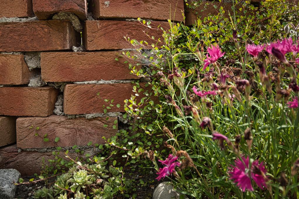 Ein Nahaufnahmefoto zeigt eine Mauer aus roten Ziegelsteinen mit Pflanzen, die davor und darüber wachsen. Die Bildzusammensetzung konzentriert sich auf eine Mauer aus Ziegelsteinen. Die Steine sind rotbraun und zeigen Abnutzung und Fugen mit Mörtel. An einigen Stellen wachsen Pflanzen scheinbar aus den Fugen zwischen den Ziegelsteinen. Die Pflanzen umfassen verschiedene Grüntöne und einige rosa Blüten. Die Pflanzen sind unterschiedlich hoch und dicht in einigen Bereichen. Die Beleuchtung scheint natürlich und kommt von oben. Die Umgebung ist ein Garten oder ein ähnlicher Außenbereich.