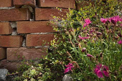 Ein Nahaufnahmefoto zeigt eine Mauer aus roten Ziegelsteinen mit Pflanzen, die davor und darüber wachsen. Die Bildzusammensetzung konzentriert sich auf eine Mauer aus Ziegelsteinen. Die Steine sind rotbraun und zeigen Abnutzung und Fugen mit Mörtel. An einigen Stellen wachsen Pflanzen scheinbar aus den Fugen zwischen den Ziegelsteinen. Die Pflanzen umfassen verschiedene Grüntöne und einige rosa Blüten. Die Pflanzen sind unterschiedlich hoch und dicht in einigen Bereichen. Die Beleuchtung scheint natürlich und kommt von oben. Die Umgebung ist ein Garten oder ein ähnlicher Außenbereich.