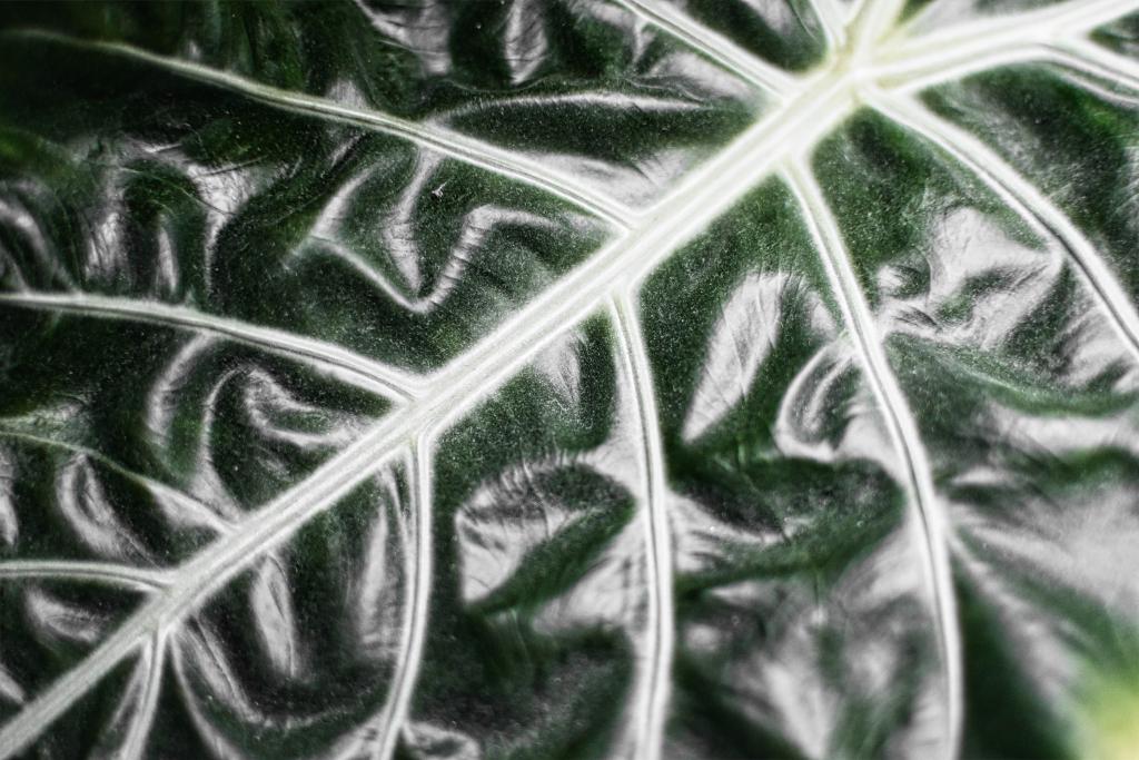 Ein Nahaufnahme-Bild einer Pflanzenblattstruktur zeigt die Textur und die Zeichnung der Adern. Das Bild zeigt ein Blatt mit einer komplexen, dreidimensionalen Textur und einer weißen Adernstruktur. Die Farben variieren von dunkelgrün bis zu hellem Grün und Weiß. Die Details der Adern und die Oberflächenstrukturen sind deutlich erkennbar, was eine genaue Betrachtung des Blattes ermöglicht. Die Beleuchtung und die Fokussierung konzentrieren sich auf die feinen Details des Blattes, wodurch dessen Textur und Form zum Vorschein kommen.