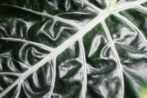 Ein Nahaufnahme-Bild einer Pflanzenblattstruktur zeigt die Textur und die Zeichnung der Adern. Das Bild zeigt ein Blatt mit einer komplexen, dreidimensionalen Textur und einer weißen Adernstruktur. Die Farben variieren von dunkelgrün bis zu hellem Grün und Weiß. Die Details der Adern und die Oberflächenstrukturen sind deutlich erkennbar, was eine genaue Betrachtung des Blattes ermöglicht. Die Beleuchtung und die Fokussierung konzentrieren sich auf die feinen Details des Blattes, wodurch dessen Textur und Form zum Vorschein kommen.