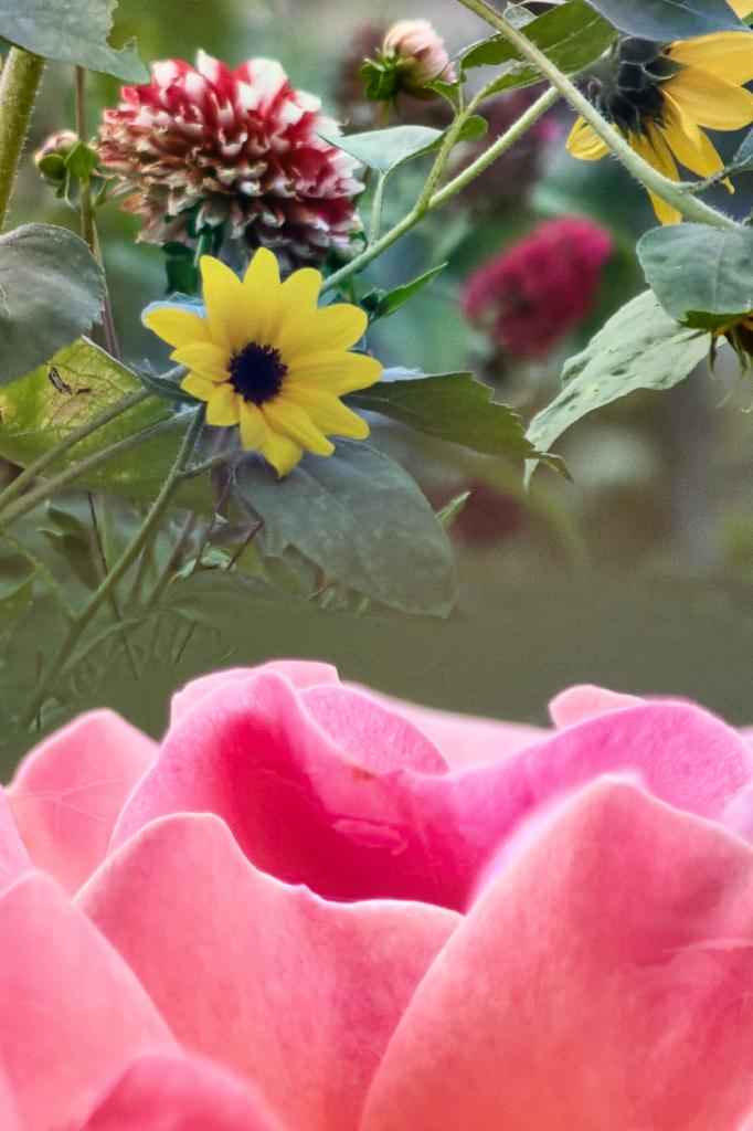 Ein Foto im Hochformat mit Teilen von Blütenblättern einer einzelnen, hellroten Rosenblüte im Vordergrund sowie dunkelroten Dahlien und Sonnenblumen im Hintergrund.
