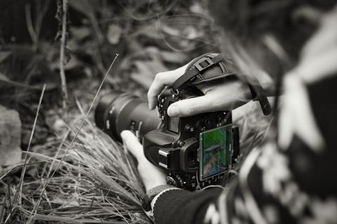 Ein (hauptsächlich) Schwarzweißfoto einer Person, die mit einer DSLR-Kamera ein Bild im Freien aufnimmt, wobei die Hände und die Kamera im Mittelpunkt stehen. Die Komposition ist grob aus der Perspektive der Person aufgenommen, die die Kamera hält, wobei die Hände und die Kamera im Vordergrund dominieren. Die Kamera wird mit beiden Händen knapp über dem Boden gehalten, die Finger in den Griff der Kamera gelegt und der Daumen auf dem Bedienrad, wobei der Auslöser bereit ist. Auf dem Kameradisplay ist die letzte Aufnahme mit einem Pilz zu sehen; dies ist der einzige Bereich in Farbe auf dem Foto. Im Hintergrund befinden sich unscharfe Pflanzen und Gras. Die Bildausrichtung ist querformatig, was die breitere Szene betont.