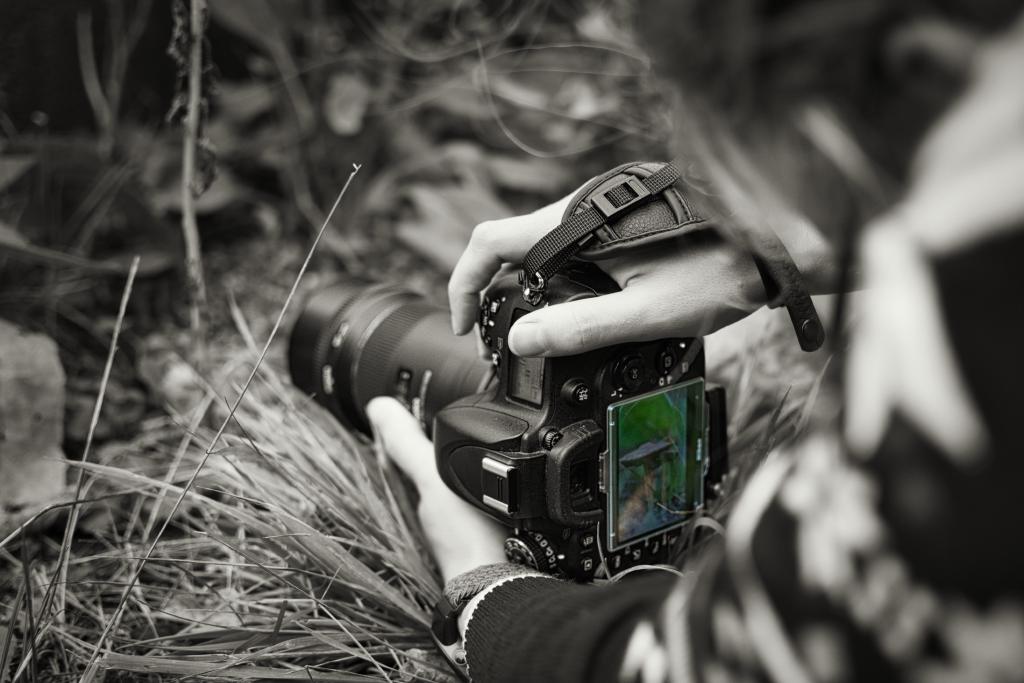 Ein (hauptsächlich) Schwarzweißfoto einer Person, die mit einer DSLR-Kamera ein Bild im Freien aufnimmt, wobei die Hände und die Kamera im Mittelpunkt stehen. Die Komposition ist grob aus der Perspektive der Person aufgenommen, die die Kamera hält, wobei die Hände und die Kamera im Vordergrund dominieren. Die Kamera wird mit beiden Händen knapp über dem Boden gehalten, die Finger in den Griff der Kamera gelegt und der Daumen auf dem Bedienrad, wobei der Auslöser bereit ist. Auf dem Kameradisplay ist die letzte Aufnahme mit einem Pilz zu sehen; dies ist der einzige Bereich in Farbe auf dem Foto. Im Hintergrund befinden sich unscharfe Pflanzen und Gras. Die Bildausrichtung ist querformatig, was die breitere Szene betont.