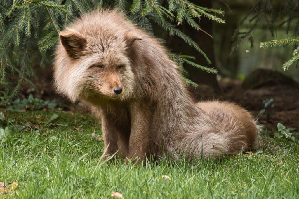 Ein struppiges, rotbraunes Tier mit langen, buschigen Haaren sitzt auf einer Wiese unter Nadelbäumen. Das Tier, das einem Fuchs ähnelt, hat die Augen geschlossen und den Kopf leicht gesenkt, als würde es schlafen oder sich ausruhen. Sein Fell ist an den Seiten und am Rücken zerzaust, und es hat einen dichten, langen Kragen um den Hals. Die Ohren sind spitz und ragen aus dem Fell hervor. Der Hintergrund ist verschwommen und zeigt dunkle Nadelbaumzweige und etwas Laub auf dem Boden. Das Tier ist in der Mitte des Bildes platziert und wirkt inmitten der natürlichen Umgebung friedlich. Das Licht fällt sanft auf das Fell und hebt die Textur hervor.