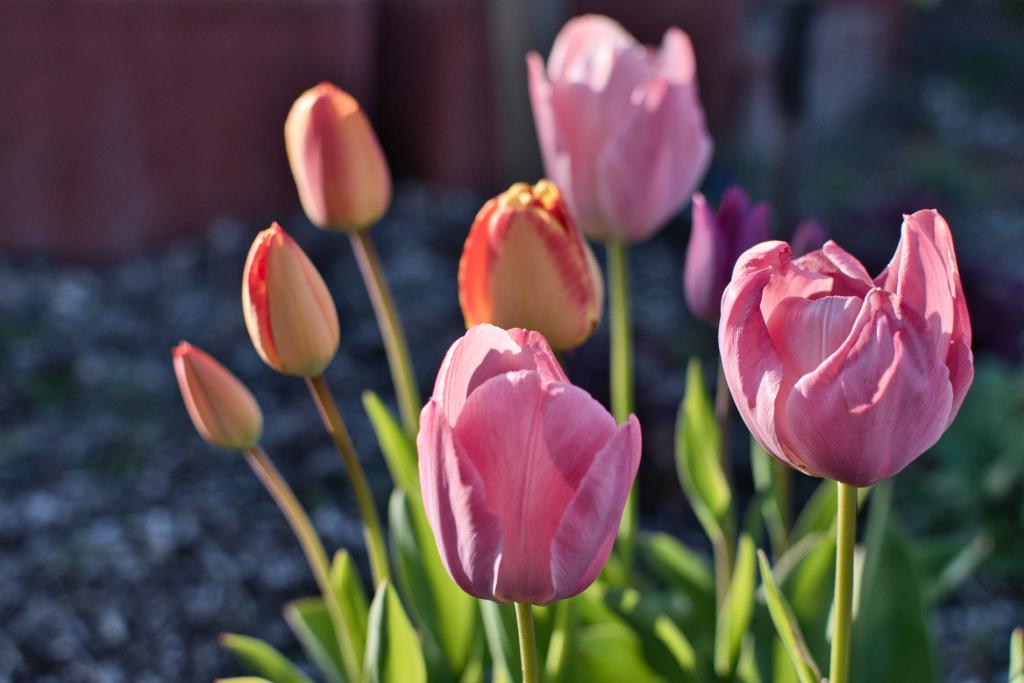 Ein Arrangement von mehreren Tulpenblüten steht im sanften Licht. Mehrere Blüten sind in verschiedenen Stadien der Öffnung, wobei einige noch geschlossen sind und andere sich zur vollen Blüte entfalten. Die Blütenblätter sind in zarten Rosa- und Rottönen gehalten, einige mit einem Hauch von Orange. Im Hintergrund ist ein verschwommener violetter Tupfer einer weiteren Tulpe zu sehen. Die Tulpen sind auf dünnen grünen Stielen angebracht, umgeben von schmalen grünen Blättern. Der Hintergrund besteht aus einer verschwommenen Wand aus Ziegelsteinen und grauen Kieselsteinen.