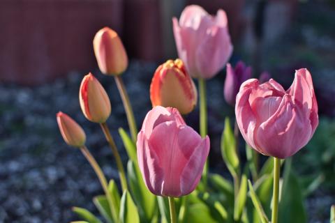 Ein Arrangement von mehreren Tulpenblüten steht im sanften Licht. Mehrere Blüten sind in verschiedenen Stadien der Öffnung, wobei einige noch geschlossen sind und andere sich zur vollen Blüte entfalten. Die Blütenblätter sind in zarten Rosa- und Rottönen gehalten, einige mit einem Hauch von Orange. Im Hintergrund ist ein verschwommener violetter Tupfer einer weiteren Tulpe zu sehen. Die Tulpen sind auf dünnen grünen Stielen angebracht, umgeben von schmalen grünen Blättern. Der Hintergrund besteht aus einer verschwommenen Wand aus Ziegelsteinen und grauen Kieselsteinen.