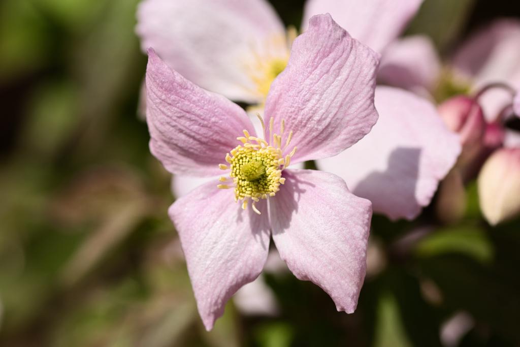 Eine zarte rosa Blüte mit fünf Blütenblättern und einem leuchtend grünen Zentrum mit gelben Staubgefäßen, im Vordergrund unscharf vor einem grünen Hintergrund.