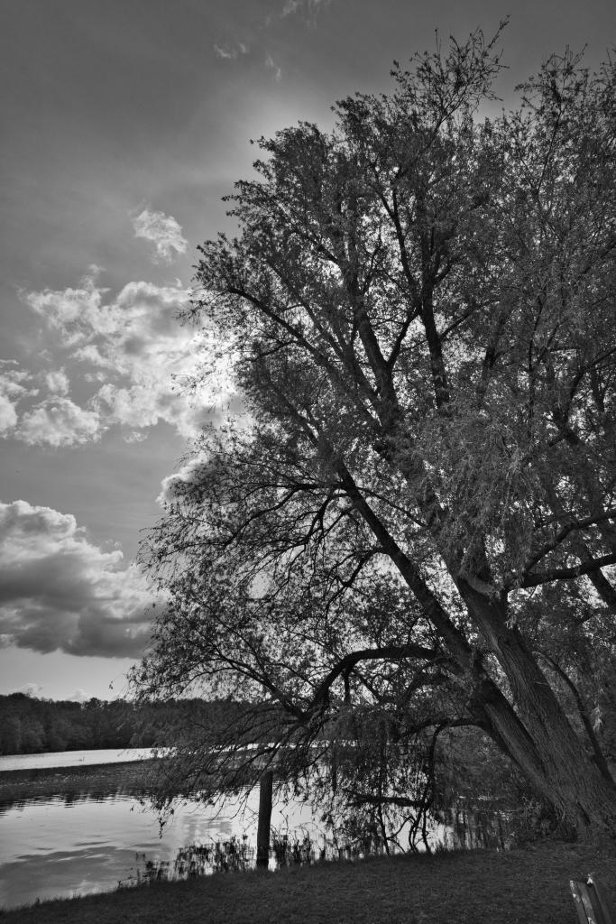 Schwarz-Weiß-Fotografie eines Baumes, der sich von rechts nach links in die Bildmitte neigt, mit einem ruhigen See und einer bewaldeten Uferlinie im Hintergrund unter einem dramatischen Himmel mit Wolken.
