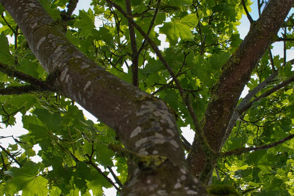 Blick von unten nach oben in die Krone eines Baumes mit dicken Ästen, bedeckt mit Rinde und teilweise mit Flechten. Viele grüne, handförmige Blätter sind sichtbar, durch die das Sonnenlicht fällt.