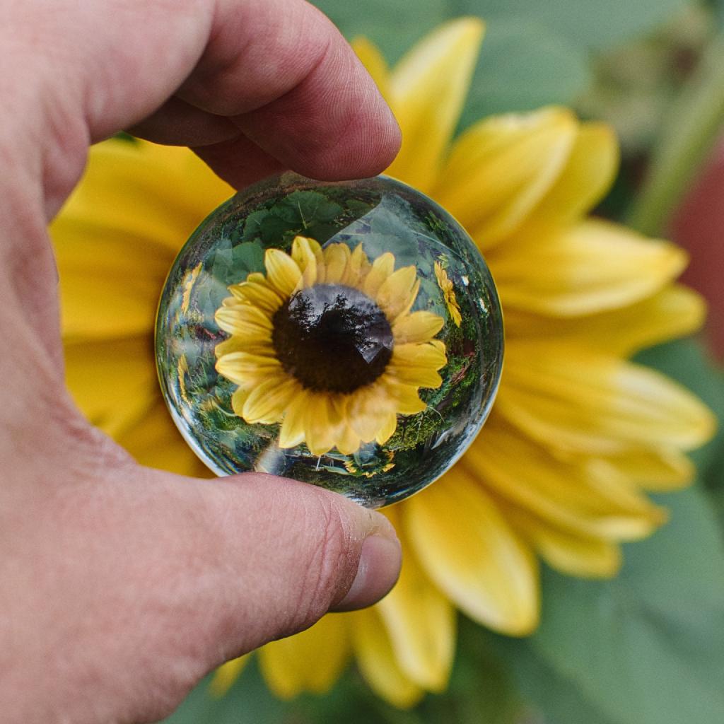 Hand hält eine Glaskugel, in der eine Sonnenblume vergrößert und scharf abgebildet ist, im Hintergrund unscharfe Sonnenblume.