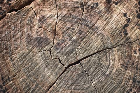 Nahaufnahme eines Baumstamms mit sichtbaren Jahresringen und Rissen